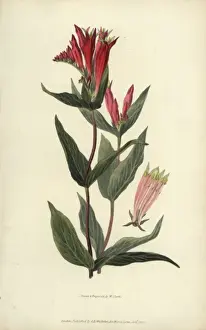 Richardmorris Prints: Indian pink, Spigelia marilandica