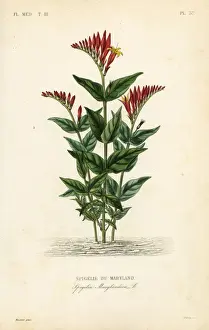Indian pink or woodland pinkroot, Spigelia marilandica