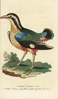 Indian pitta bird, Pitta brachyuran
