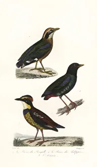 Achille Richard Prints: Indian pitta, hooded pitta and Javan banded pitta