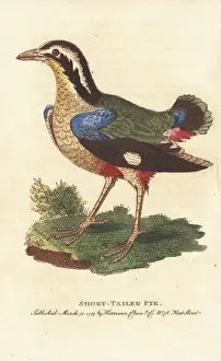 Georgeedwards Prints: Indian pitta, Pitta brachyura