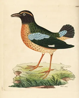 Brachyurus Collection: Indian pitta, Pitta brachyura