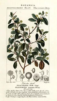 Indian plum, Flacourtia indica