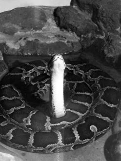 Mangrove Collection: INDIAN PYTHON