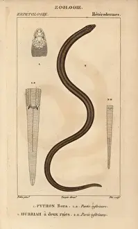 Python Prints: Indian python, Python molurus, and New Guinea