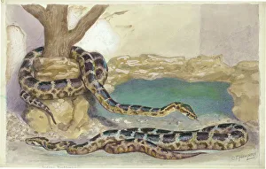 Indian Pythons at London Zoo
