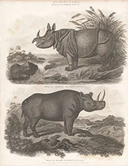Enlightenment Prints: Indian rhino and critically endangered black rhino