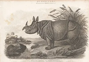 Enlightenment Prints: Indian rhino, Rhinoceros unicornis 1