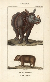 Indian rhino, Rhinoceros unicornis (vulnerable) Indian rhino, Rhinoceros unicornis (vulnerable)