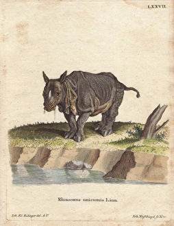 Indian rhinoceros or greater one-horned rhino Indian rhinoceros or greater one-horned rhino