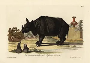 Indian rhinoceros, Rhinoceros unicornis