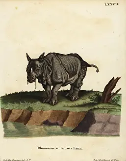 Indian rhinoceros, Rhinoceros unicornis. Vulnerable