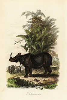 Achille Comte Prints: Indian rhinoceros, Rhinoceros unicornis, vulnerable