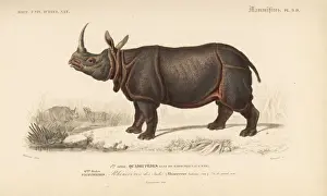 Indian rhinoceros, Rhinoceros unicornis (vulnerable)