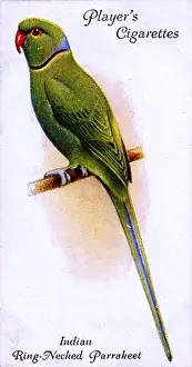 Necked Prints: Indian Ring-Necked Parrakeet