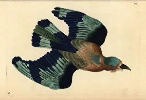 Indian roller, Coracias benghalensis