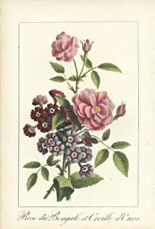Indian rose, Rosa indica, and Primula auricula