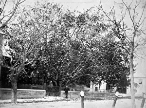 Indian Rubber Tree, Hamilton, Bermuda 1873