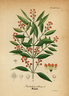 Herbal Prints: Indian sandalwood, Santalum album