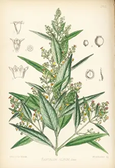 Indian sandalwood, Santalum album
