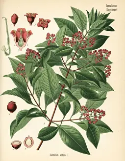 Adolph Prints: Indian sandalwood, Santalum album. Vulnerable