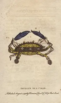 Indian sea crab with yellow shell, marked with