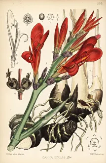 Shot Collection: Indian shot, achira or meeru, Canna indica