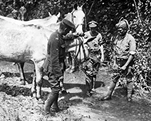 Indian soldier watering mules, Western Front, WW1
