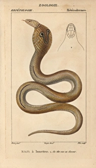 Indian or spectacled cobra, Naja naja Indian or spectacled cobra, Naja naja