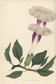Magazine Of Botany Prints: Indian thornapple or devil's trumpet, Datura metel