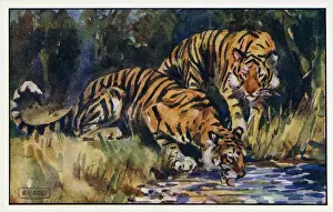 Indian tiger