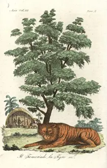 Indian tiger underneath a tamarind tree