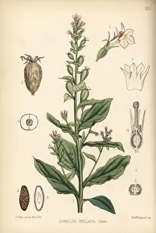 Lobelia Prints: Indian tobacco, Lobelia inflata