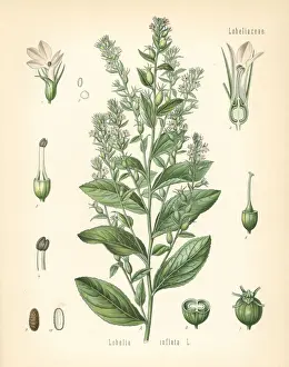 Pabst Prints: Indian tobacco or puke weed, Lobelia inflata