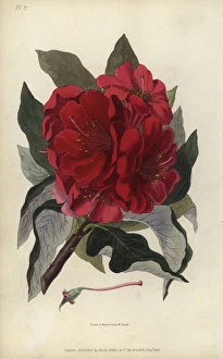 Rhododendron sp., rhododendron