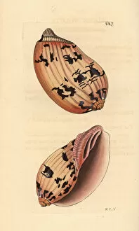 Indian volute or bailer shell, Melo melo