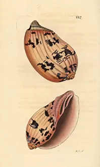 Indica Prints: Indian volute or bailer shell, Melo melo