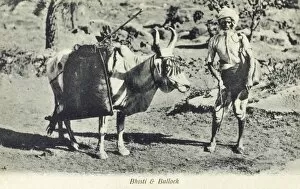 Packs Gallery: Indian Water Carrier and his Bullock, India