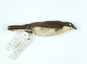 Piciformes Prints: Indicator indicator, greater honeyguide