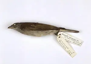 Piciformes Prints: Indicator variegatus, scaly-throated honeyguide