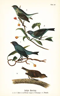 Indigo bunting, Passerina cyanea