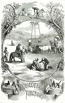 Engravings Gallery: INDIGO CULTIVATION 1871