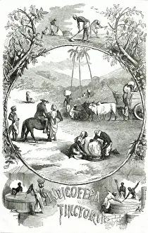 INDIGO CULTIVATION 1871