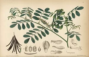 Herbal Gallery: Indigo or nil, Indigofera tinctoria