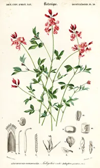 Indigo Prints: Indigo plant, Indigofera procumbens