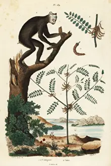 Lemur Prints: Indigo plant and indri