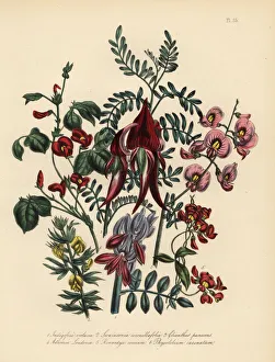 Violacea Collection: Indigo tree, glory pea, kennedya, and other species