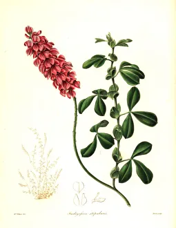 Alpina Gallery: Indigofera alpina