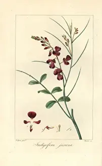 Pancracebessa Prints: Indigofera juncea