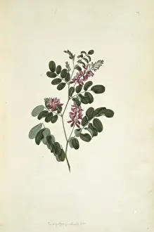 Indigo Prints: Indigofera pratensis, forest indigo